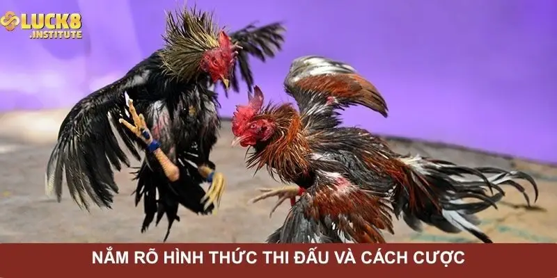 Đá Gà Thomo – Hình Thức Cá Cược Chuyên Nghiệp Nhất 2025 2 nam-ro-hinh-thuc-thi-dau-va-cach-cuoc